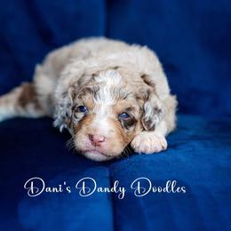 Aussiedoodle Puppies from Dani's Dandy Doodles