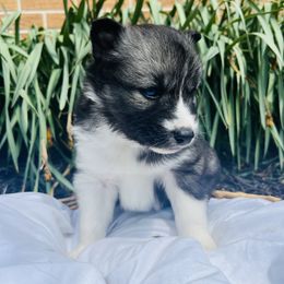 Siberian Husky Puppies from Wooly Woof Siberians