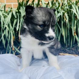Siberian Husky Puppies from Wooly Woof Siberians