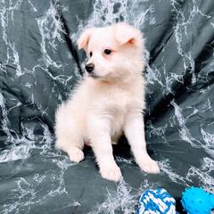 Celeste - White female American Eskimo Dog puppy in Live Oak, Florida from Pecan Ridge Puppies