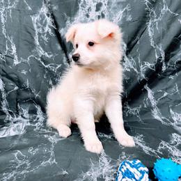Celeste - White female American Eskimo Dog puppy in Live Oak, Florida from Pecan Ridge Puppies