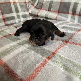 Boy 1 - Black and tan male Cavalier King Charles Spaniel puppy in Rockville, Maryland from Skais the Limit