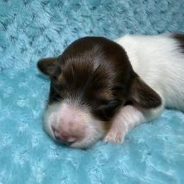 Zuko - Piebald male Dachshund puppy in Jarales, New Mexico from Poker Paws Dachshunds