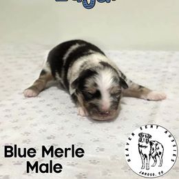 Edgar - Blue merle male Miniature Australian Shepherd puppy in Jaroso, Colorado from Heaven Sent Aussies