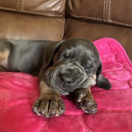 Mary - Blue Brindlepoint - Blue female Great Dane puppy in Morton, Illinois from That Gurl K9s