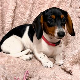 Puppy 3 - Piebald female Dachshund puppy in Clayton, Indiana from Love Struck Miniature Dachshunds
