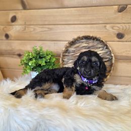 F1B Meet Adeline :) - Black and tan female Cavapoo puppy in Centerville, Iowa from Barnyard Dachshunds, Dals & Doodles