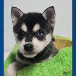 Blue - Black and white male Alaskan Klee Kai puppy in Naples, Idaho from Kootenai Valley Klee Kai