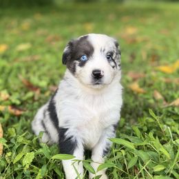 Vienna - Blue merle female Miniature Australian Shepherd puppy in Stuart, Virginia from Apple Tree Mini Aussies