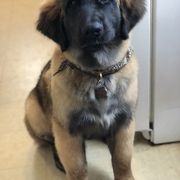 Leonberger Puppies from Flatirons Leonbergers