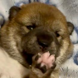 Akali - Red female Shiba Inu puppy in Clewiston, Florida from Animal Farm Shiba Inus & Mameshibas