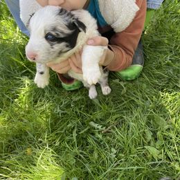Louie - Blue merle Border Collie puppy in Richfield, Ohio from Stone Garden Border Collies
