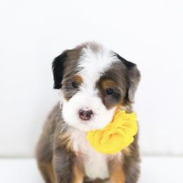 Love - Blue merle female Aussiedoodle puppy in Diamond Bar, California from Furrytaildoodles
