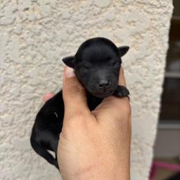 Hershey - Black and white male Aussiedoodle puppy in Spring Hill, Florida from Pawprint Dreams Boarding and Kennel