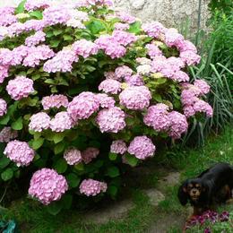 Cavalier King Charles Spaniel Puppies from 7 Bridges Cavaliers