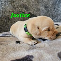 Justice- green collar - Yellow male Labrador Retriever puppy in Davenport, Washington from LynnDee's Kennel