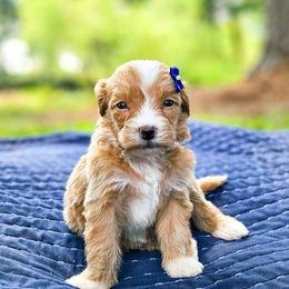 Sutton - Yellow and white female Bernedoodle puppy in Russell Springs, Kentucky from 270 Doodles