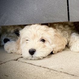Australian Labradoodle Puppies from Tiny Treasures Australian Labradoodles