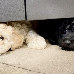 Australian Labradoodle Puppies from Tiny Treasures Australian Labradoodles