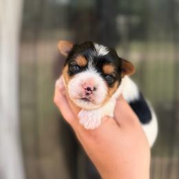 Thor - Parti male Yorkshire Terrier puppy in Billingsley, Alabama from Southern Yorkies of Bama