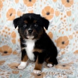 Thor - Black tri male Toy Australian Shepherd puppy in Liberty Hill, Texas from Pistol Paws Aussies
