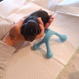 Galaxy - Black tri male Miniature American Shepherd puppy in Ruffin, North Carolina from Valkyrie Adventures
