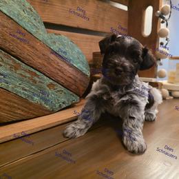 Cooper - Parti male Miniature Schnauzer puppy in Crestview, Florida from Dees Schnauzers