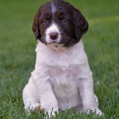 Drentsche Patrijshond and Spinone Italiano Puppies from Two Gun Kennels