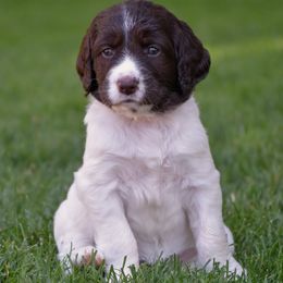 Drentsche Patrijshond and Spinone Italiano Puppies from Two Gun Kennels
