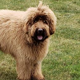 Australian Labradoodles from Shedless in Seattle Labradoodles