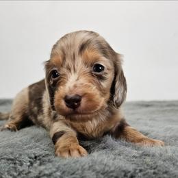 Chocolate and tan dapple female - Dapple female Dachshund puppy in Belle Rive, Illinois from Akin's Miniature Dachshunds, LLC