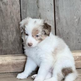 Trump - Lilac merle male Border Collie puppy in Guffey, Colorado from Sunset Ridge
