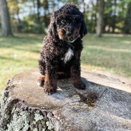 Ariel - Phantom female Bernedoodle puppy in Brookville, Pennsylvania from Woodland Mountain Doodles