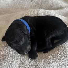 Basil (Dark Blue) - Black male Poodle puppy in Burwell, Nebraska from Petersen Poodles