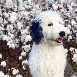Sheepadoodles from Luxapallila Sheepadoodles