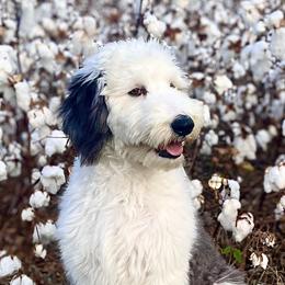 Sheepadoodles from Luxapallila Sheepadoodles
