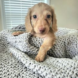 Hunter - Cream male Dachshund puppy in Cypress, Texas from Cypress Dachshunds