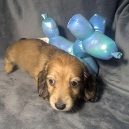 2 Zoey - Cream female Dachshund puppy in Central Point, Oregon from MRS Long Dog Ranch