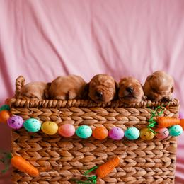 Doberman Pinscher and Labrador Retriever Puppies from GFDutton Retrievers & Dalla Grazia Dobermans