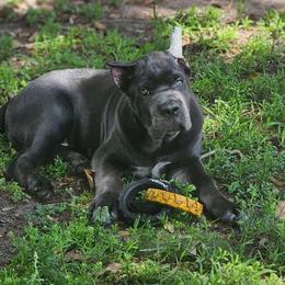 Blue Boy - Gray male Cane Corso puppy in Nashville, Tennessee from Worldwide Kennels