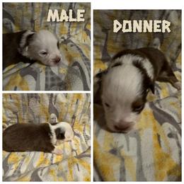 Donner - Red tri male Toy Australian Shepherd puppy in Menan, Idaho from Teton Toy Aussies