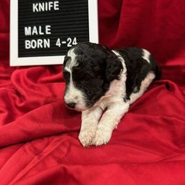 Labradoodle Puppies from Decatur Doodles