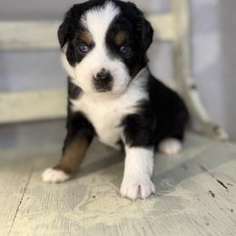 Molasses BTM - Black tri male Miniature Australian Shepherd puppy in Minden, Louisiana from Ironwood Creek