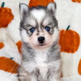 Newark - Silver and white male Pomsky puppy in Sheffield, Iowa from Clover Ridge Pomskies