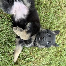 Wildfire - Black and tan female German Shepherd puppy in Linesville, Pennsylvania from Shenango Valley Shepherds