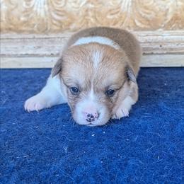 Mary Ingalls Kendall - Red merle and white female American Corgi puppy in Shawnee, Oklahoma from Sunray Ranch