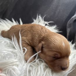 Sienna - Apricot female Maltipoo puppy in Chattanooga, Tennessee from Joy-fur puppies