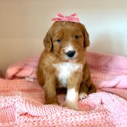 PAPAYA - Apricot female Goldendoodle puppy in Independence, Oregon from Ankeny Doodles