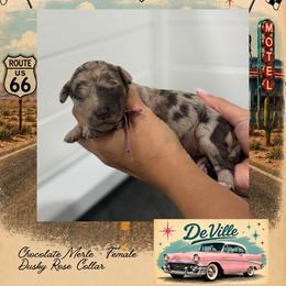 Da Ville - Merle female Goldendoodle puppy in Garland, Texas from Twilight Doodles