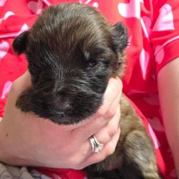 Yellow Collar Boy - Sable male German Shepherd puppy in Dallas, Pennsylvania from Mountainside German Shepherds